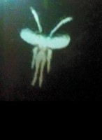 /album/galleria-foto-ufo-ovni/a1622808-981966228504238-788009621700196011-n-jpg/