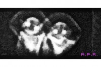 /album/entita-dentro-gli-orbs/a12249905-1672948852992101-7087378583642262454-nlk-jpg/