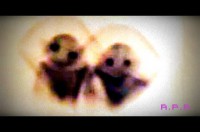 /album/entita-dentro-gli-orbs/a12249905-1672948852992101-7087378583642262454-npep-jpg/