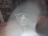 /album/entita-dentro-gli-orbs/a547787-10201426307793576-379189841-n-jpg1/