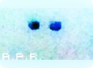 /album/ufo-avvistamento-14-ottobre-2016-a-p-r-siracusa/img-20161014-wa0006kk-jpg1/